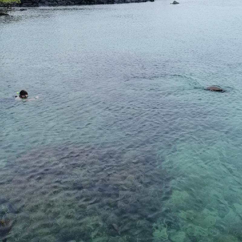 Snorkeling avec un lion de mer
